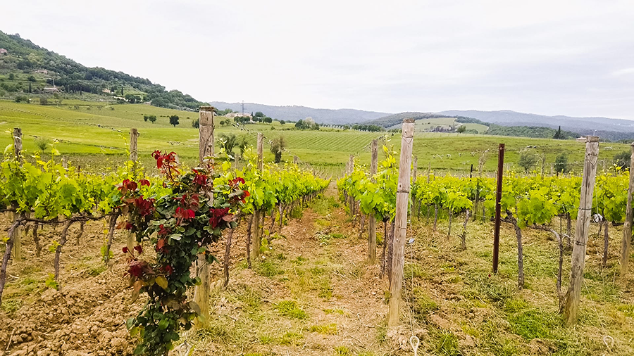Montalcino Brunello vigne